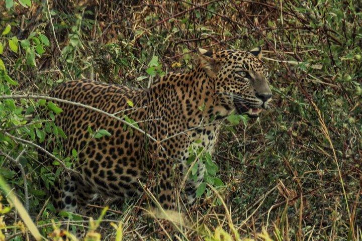 Private Day Tour: Yala National Park Safari Tour from Galle & Weligama