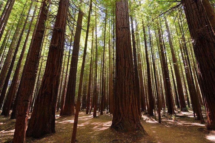 Private Full-Day Rotorua Tour from Auckland