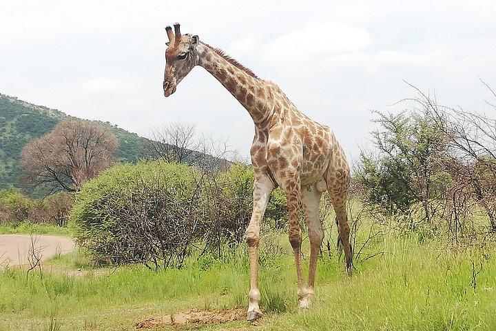 Pilanesberg Nature Reserve & Safari Park Lion Private