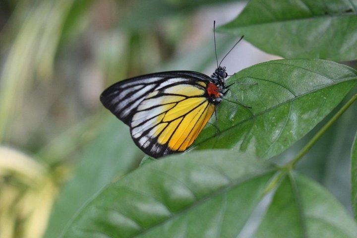 Private Tour to The Best of Animal Attractions in Kuala Lumpur