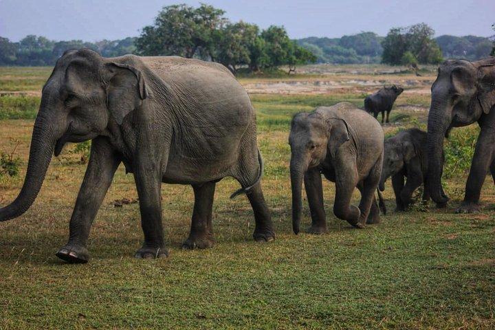 Private Day Tour: Yala National Park Safari Tour from Galle & Weligama