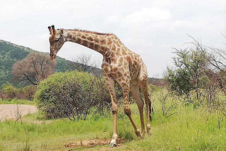 Full-Day Pilanesberg National Park from Johannesburg and Pretoria