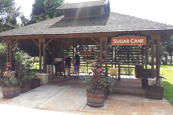 Private Appleton Estate Rum and Pelican Bar Tour from Montego Bay