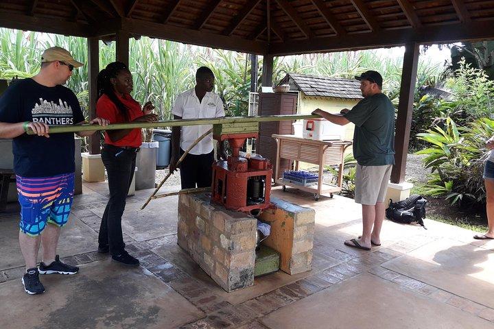 Private Appleton Estate Rum and Pelican Bar Tour from Montego Bay