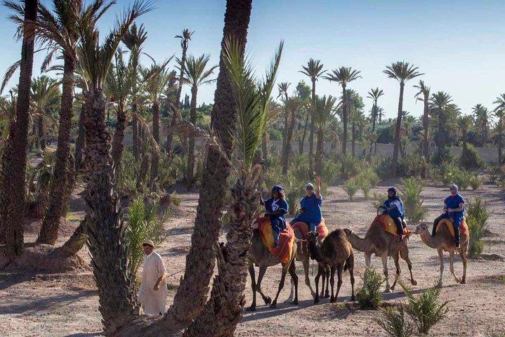 Camel Ride in the Palmeraie of Marrakech