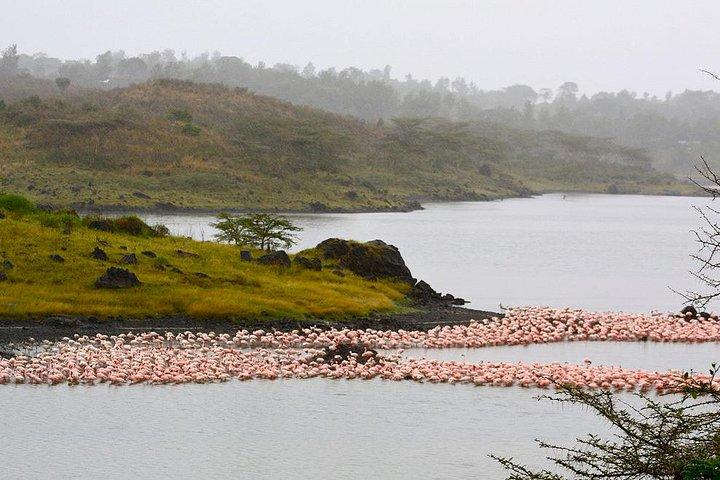 Day Trip Game Drive- Arusha National Park from Arusha Town