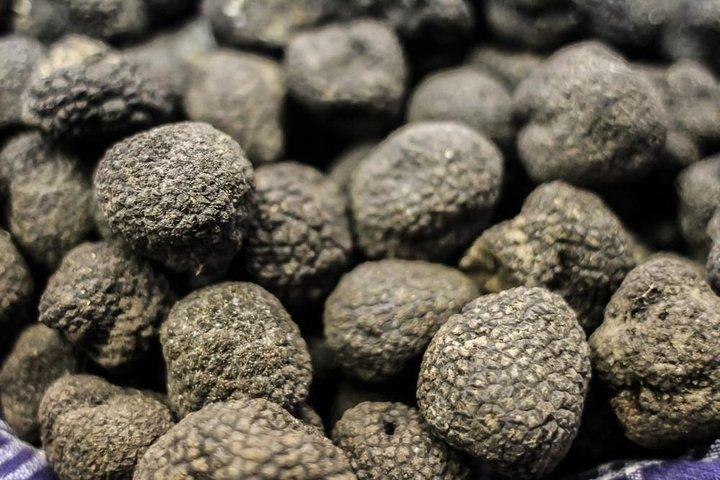 Private Truffle Hunting in Chianti