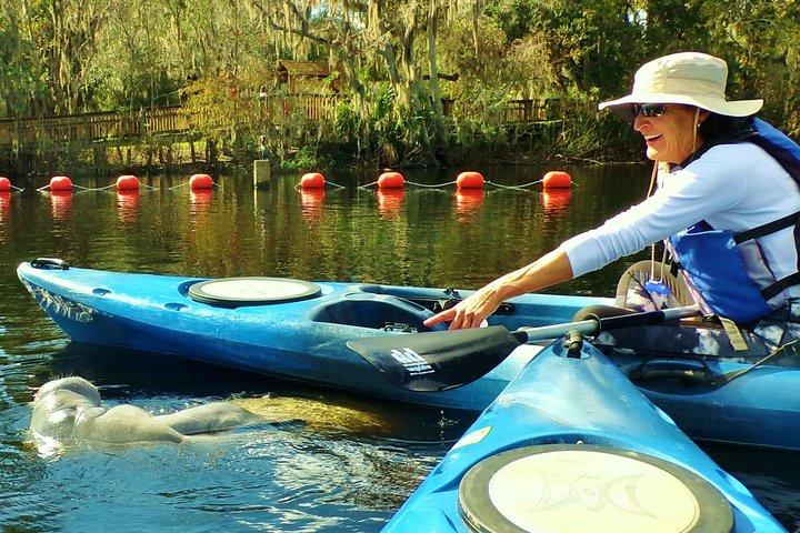 Blue Springs Manatee Tours & Wildlife Adventure Orlando