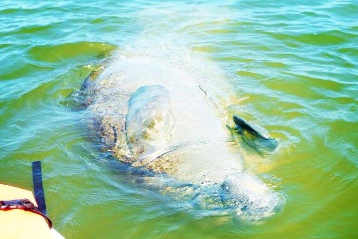 Blue Springs Manatee Tours & Wildlife Adventure Orlando