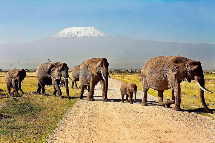 2 Days Amboseli Safari using a 4x4 Landcruiser jeep(with options)