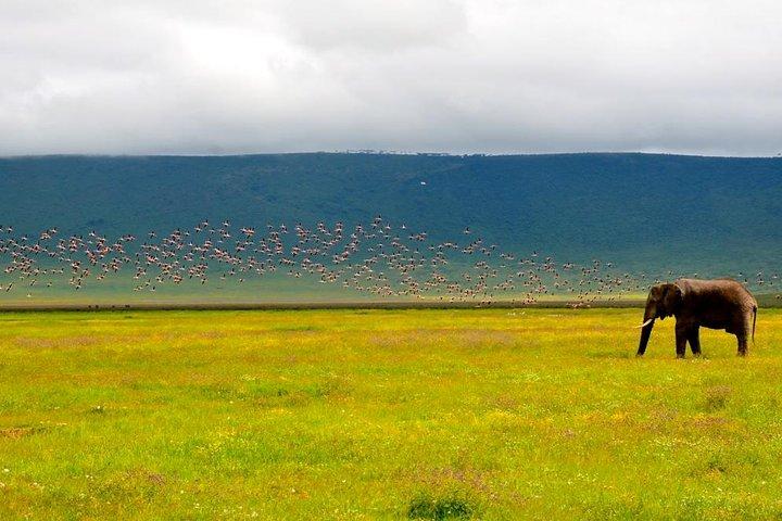 Tanzania 4 Days 3 Nights Budget camping safari to Serengeti and Ngorongoro