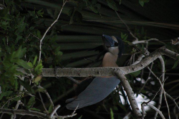 Bird Watching Tour Huatulco HT