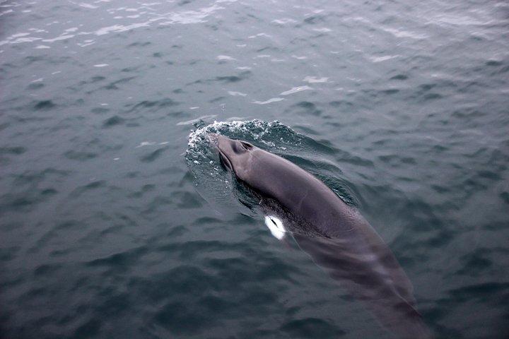 Whale-Watching Boat Tour with Expert Guide from Reykjavik