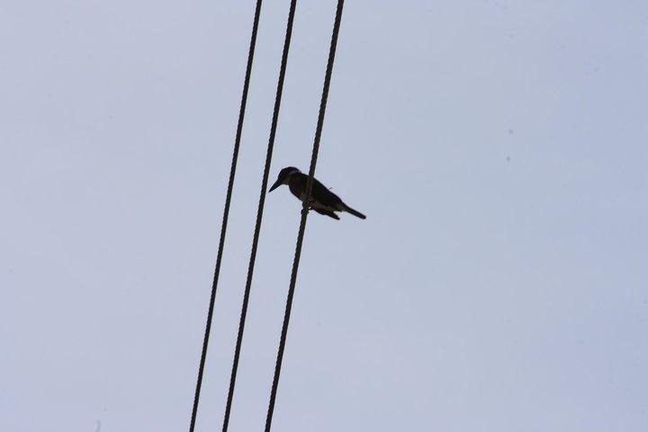 Bird Watching Tour Huatulco HT
