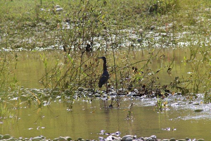 Bird Watching Tour Huatulco HT