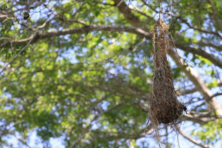 Bird Watching Tour Huatulco HT