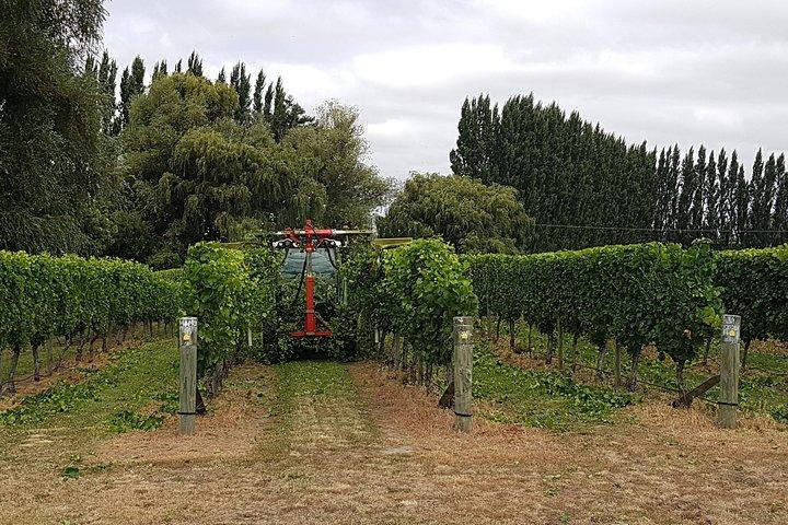 Beyond the Vines - Full-Day Marlborough Wine Tasting Tour