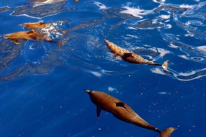 Kealakekua Bay (Captain Cook Monument) Snorkel and Sail Adventure