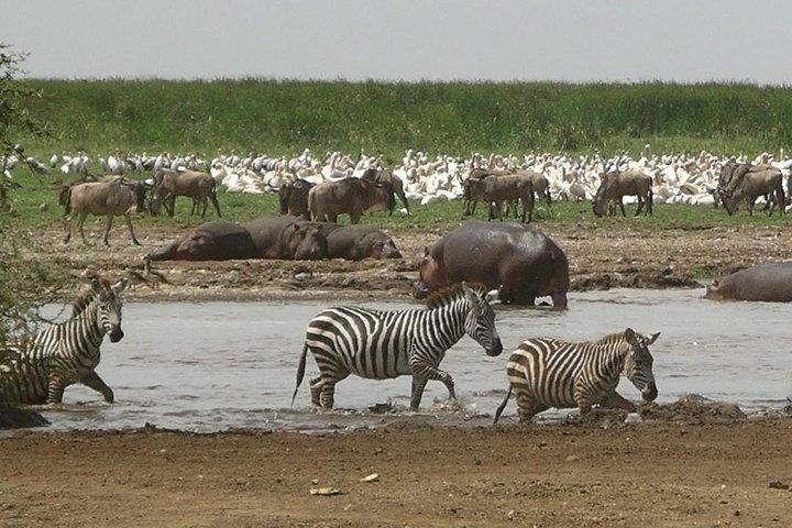 Tanzania 4 Days 3 Nights Budget camping safari to Serengeti and Ngorongoro