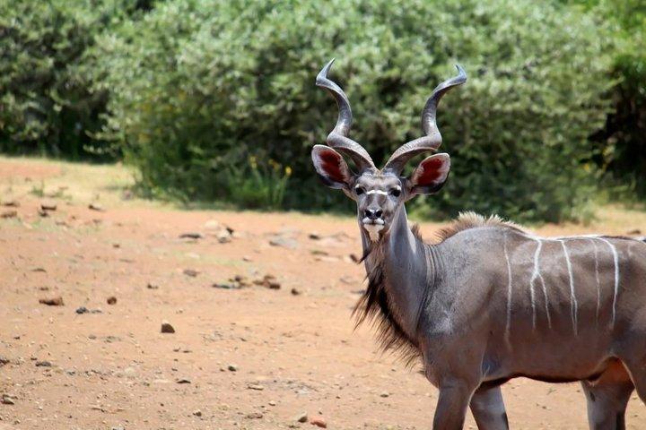 Pilanesberg National Park Full Day Safari From Johannesburg