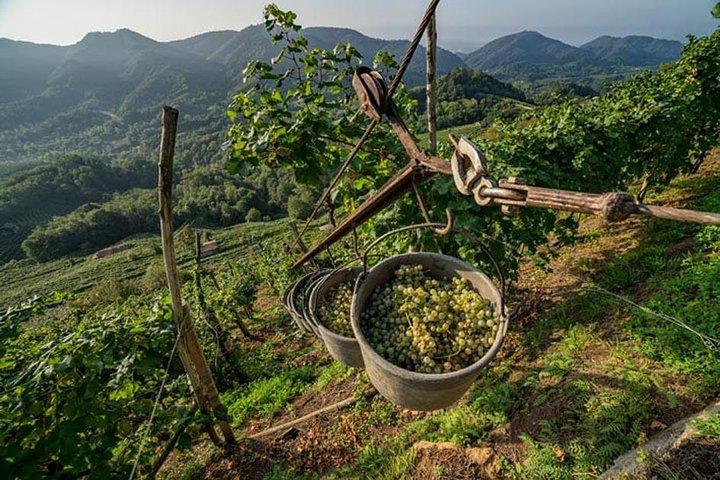 Premium Prosecco Hills Winery Tour with Prosecco Tastings & Food