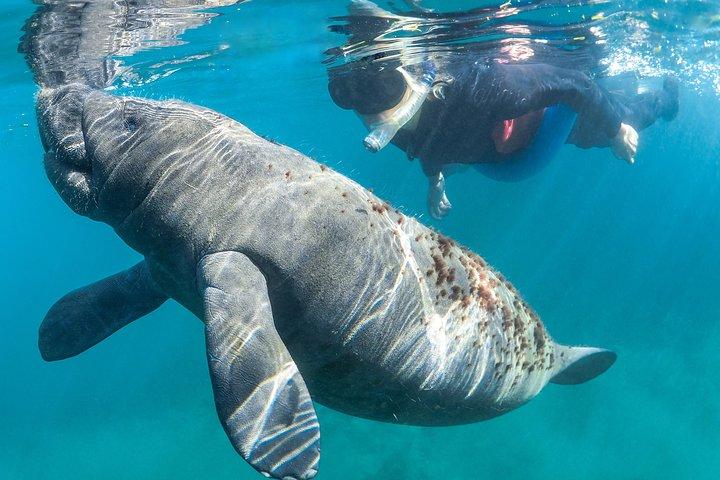 Manatee Swim Tour with In Water Photographer
