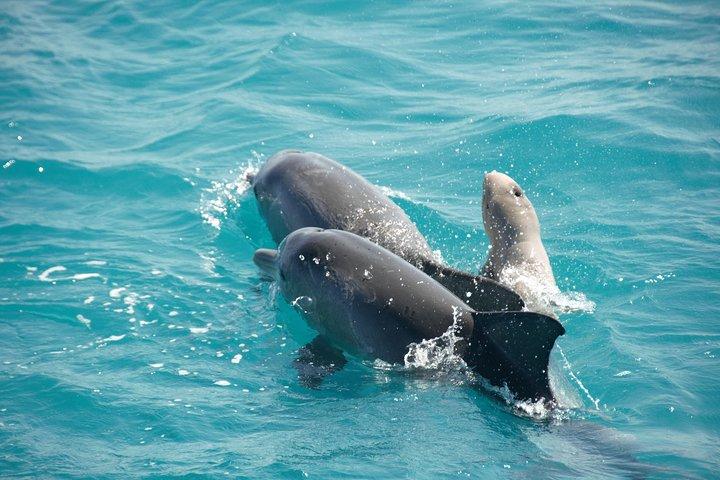 Snubfin Dolphin Eco Cruise from Broome