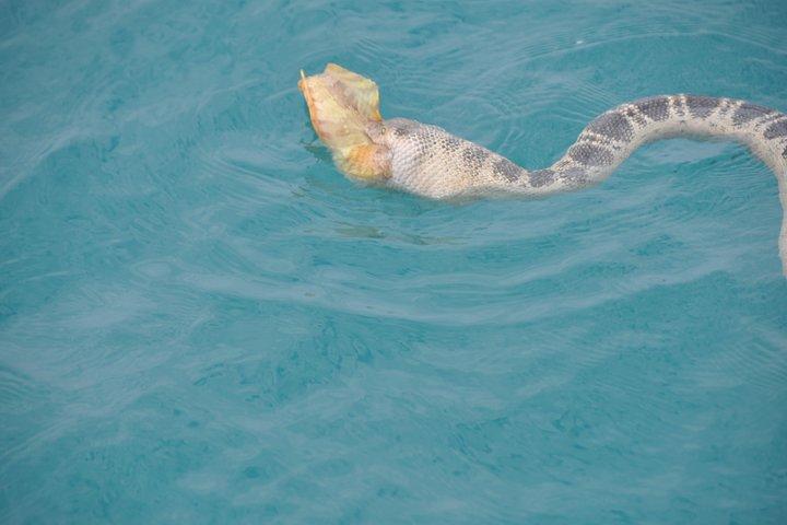 Snubfin Dolphin Eco Cruise from Broome