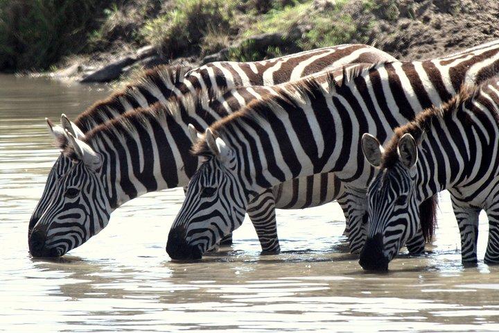 4 Days Masai Mara Camping Safari