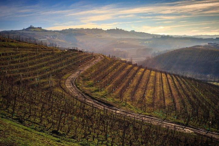 Private Barolo / Barbaresco - Piedmont Wine Tours and Tastings