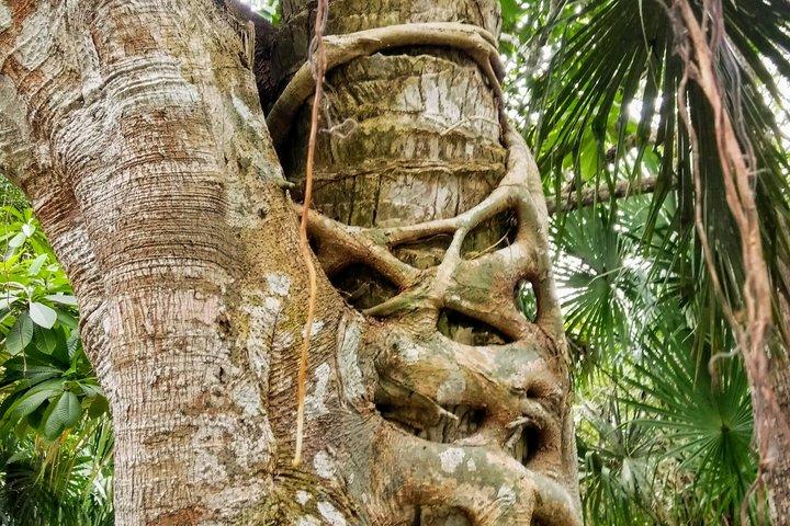 Costa Maya Shore Excursion: Chacchoben Day Trip