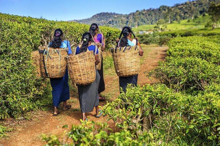 From Nuwara Eliya: Private Tea Plucking and Tea factory tour