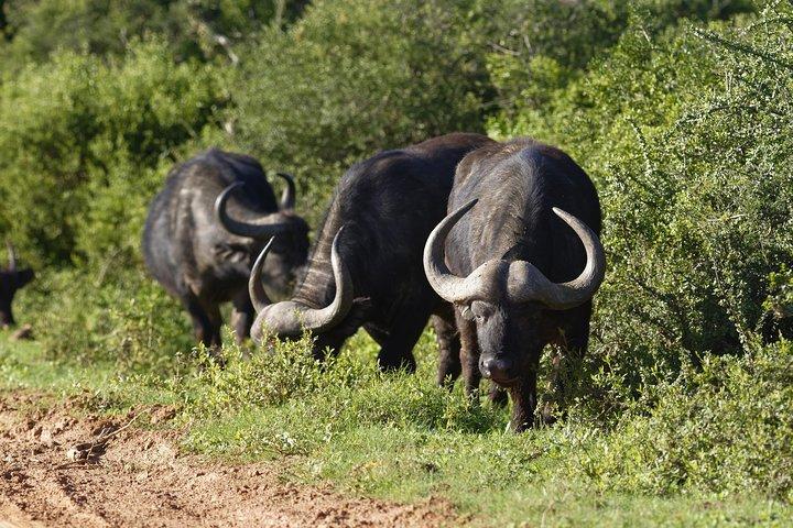 Addo Elephant Day Safari – Shore Excursion from Port Elizabeth