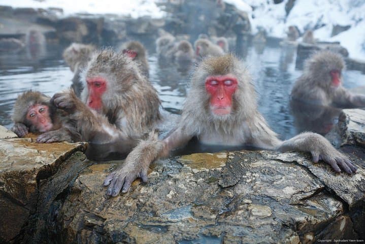 Full Day Snow Monkey Park Tour, From/To Tokyo, 2-12 guests