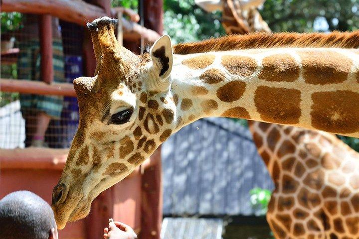 Half Day Giraffe Center Nairobi