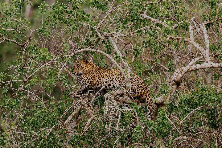 Exclusive : Overnight Leopard Safari with Luxury Glamping