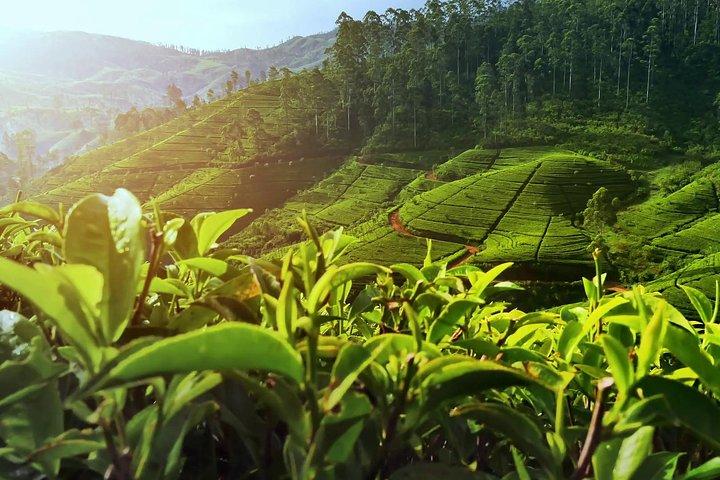 Nuwara Eliya: All Inclusive Horton Plains & Tea Plucking Day Trip