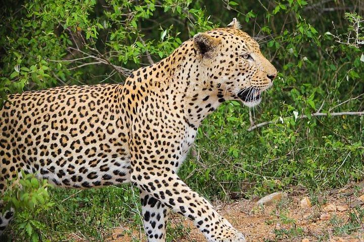 5 day-Kruger National Park Safari from Kruger Int. Airport (KMI), Panorama Route