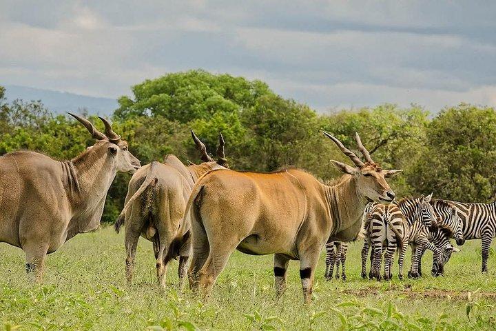 Overnight to Aberdares National Park