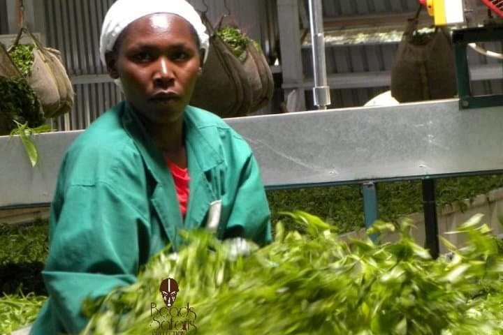 Day Tour To Kiambethu Tea Farm in Limuru
