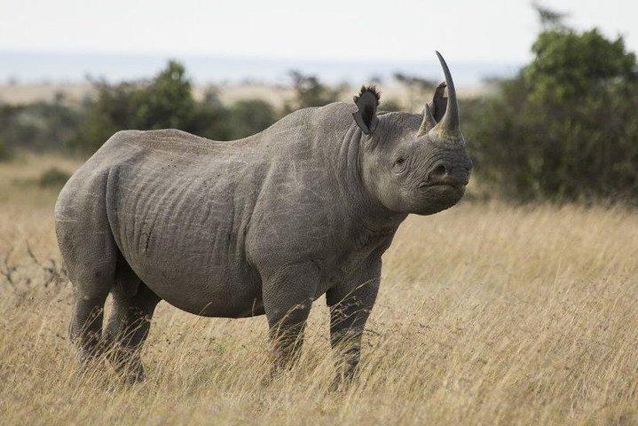 Day Tour to Ol Pejeta Conservancy