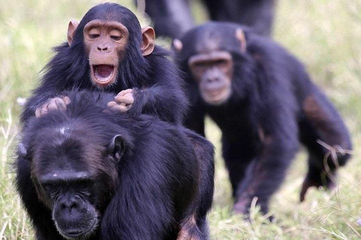 Day Tour to Ol Pejeta Conservancy