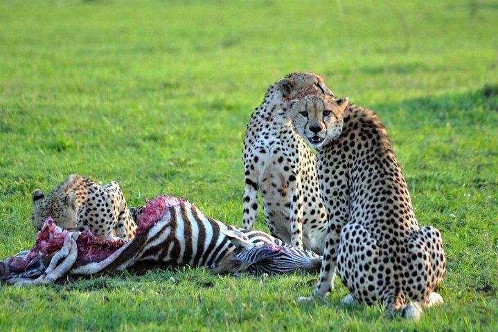 3 days, 2 nights safari to Amboseli National park from Nairobi