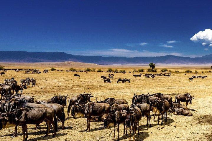 4 days group joining budget safari Serengeti and Ngorongoro national parks