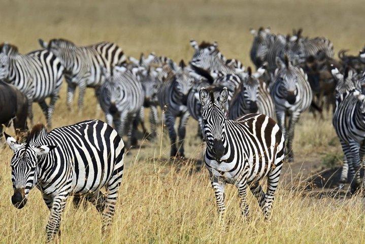 4 Days Group Joining Budget Safari To Masai Mara And Lake Nakuru National Park