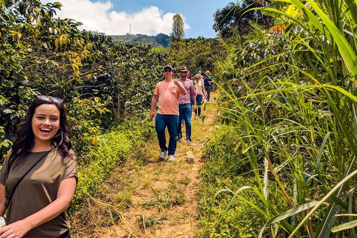 Half-Day Coffee Tour: From the Seed to the Cup, Farm & roastery