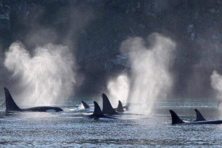 Vancouver Island Half-Day Whale Watching Tour - Telegraph Cove