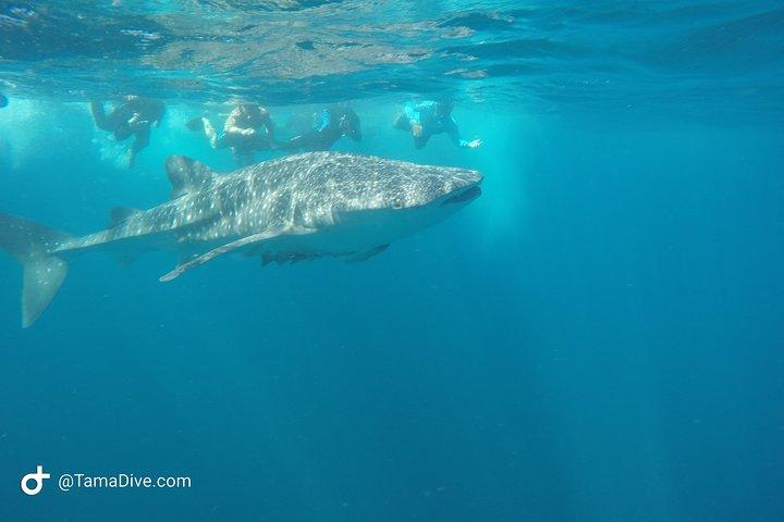 Snorkeling at Catalina Islands