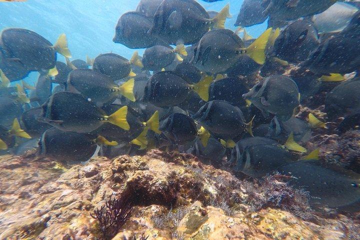 Snorkeling at Catalina Islands