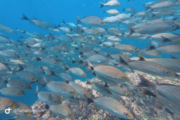 Snorkeling at Catalina Islands